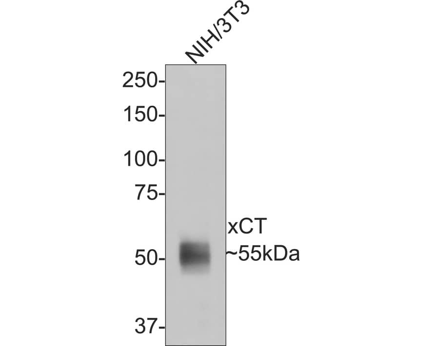 xCT Antibody (A7C6-R) Western Blot: xCT Antibody (A7C6-R) [NBP3-33104]