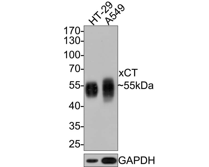 xCT Antibody (A7C6-R)