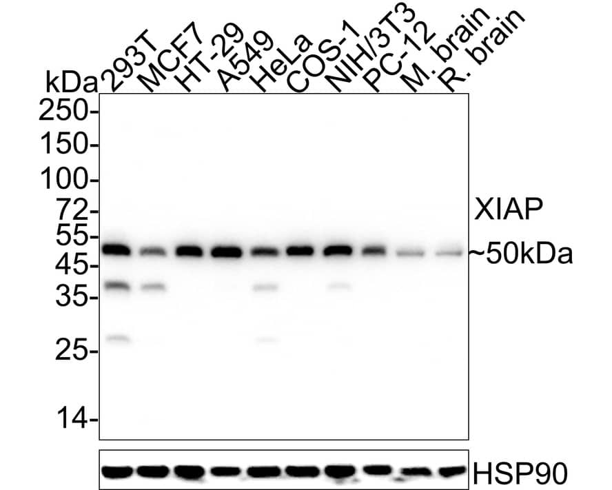 XIAP Antibody (PSH04-30)