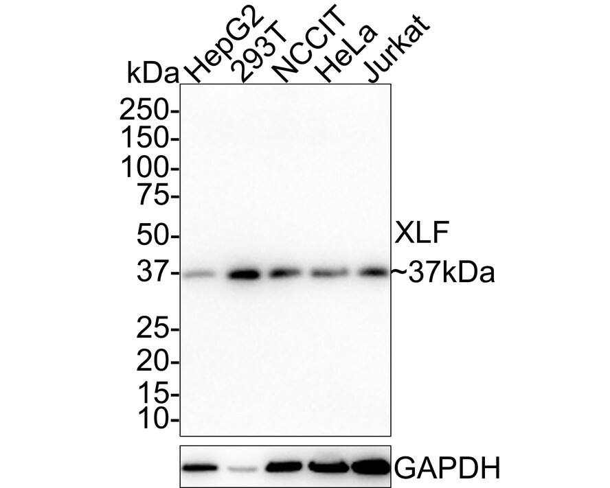 XLF Antibody (PSH01-07)