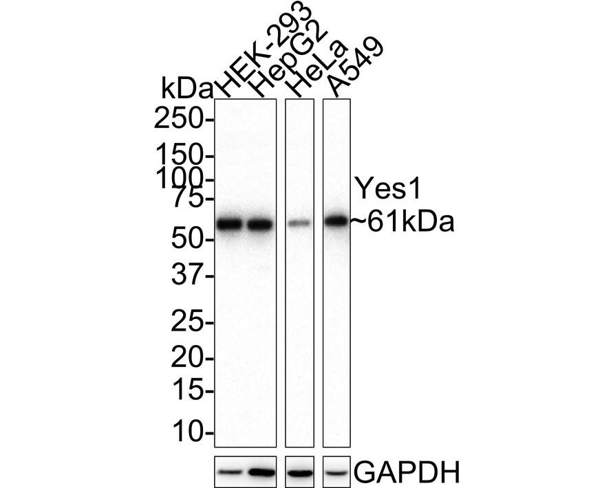 Yes Antibody (JE37-26)