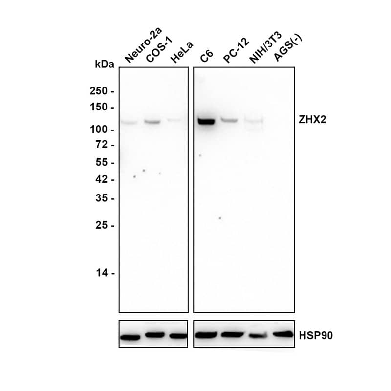 ZHX2 Antibody (JE63-11) Western Blot: ZHX2 Antibody (JE63-11) [NBP3-33112]
