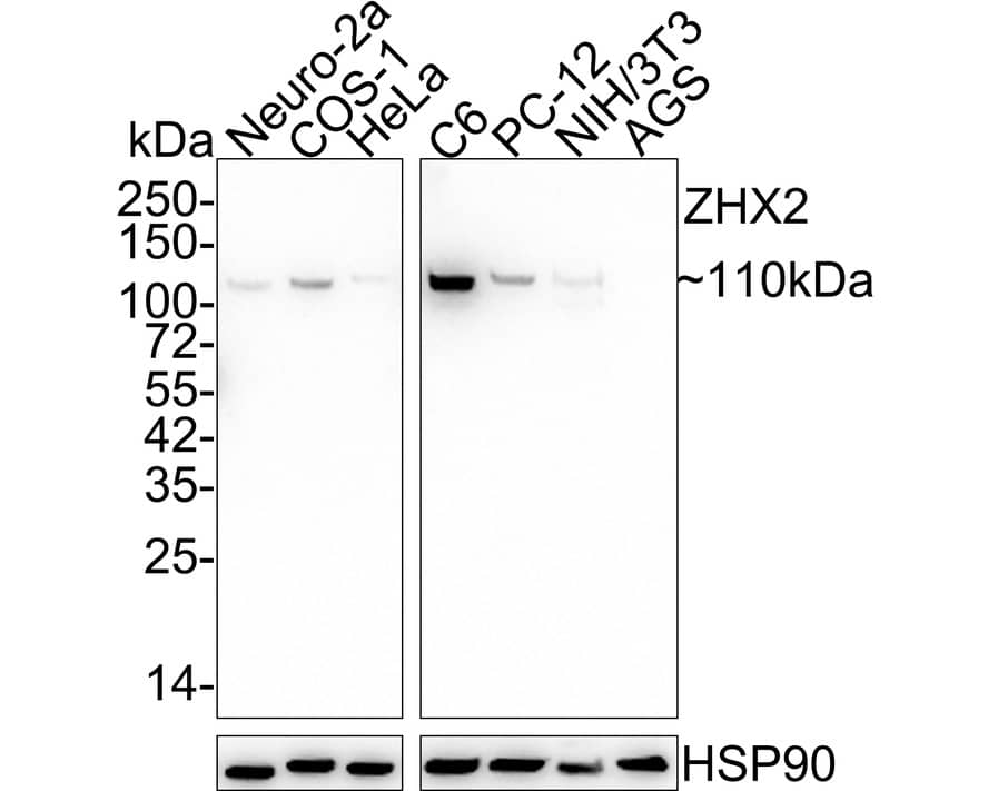 ZHX2 Antibody (JE63-11)