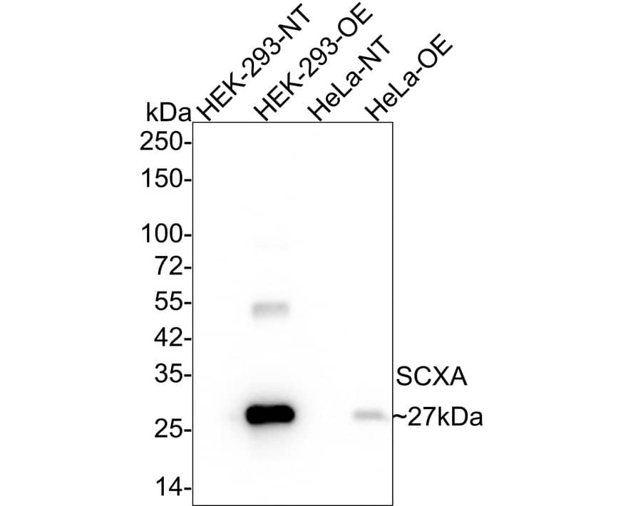 SCX Antibody (PSH02-25)