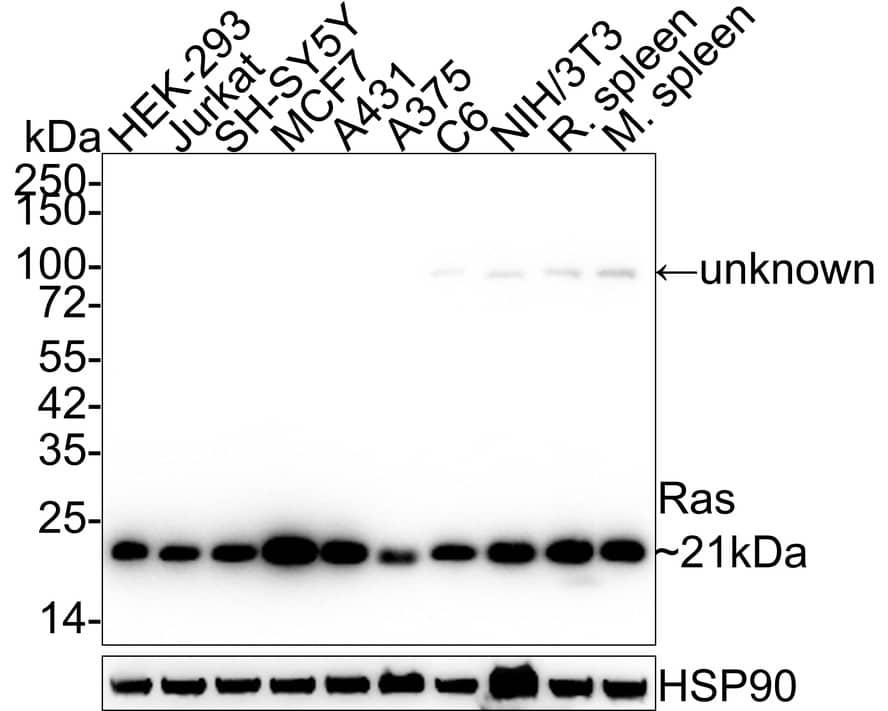 Ras Antibody (JE44-13)