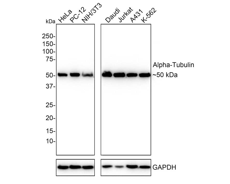 alpha Tubulin Antibody (PSH02-94)