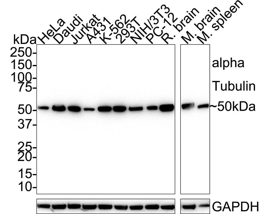 alpha Tubulin Antibody (PSH02-95) Western Blot: alpha Tubulin Antibody (PSH02-95) [NBP3-33140]