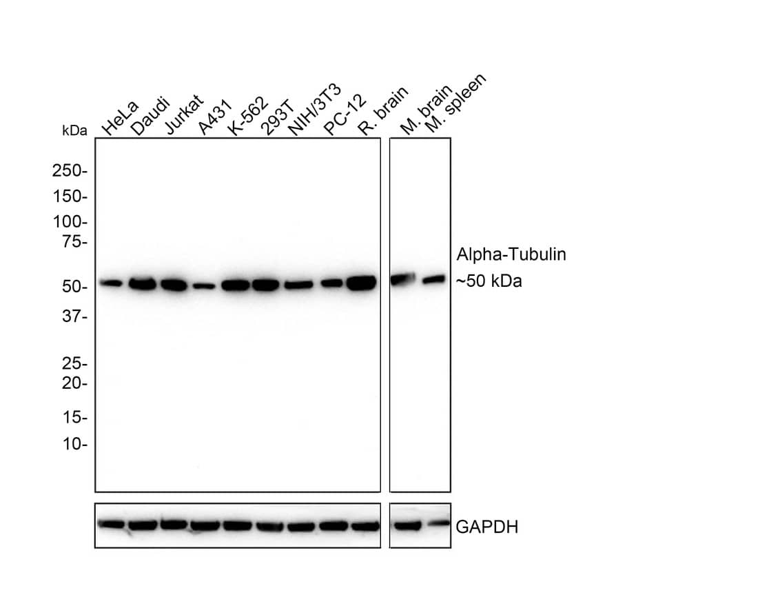 alpha Tubulin Antibody (PSH02-95)