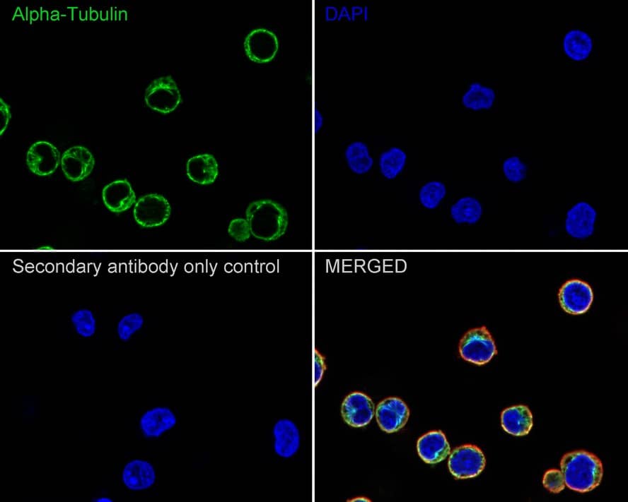alpha Tubulin Antibody (PSH02-95)