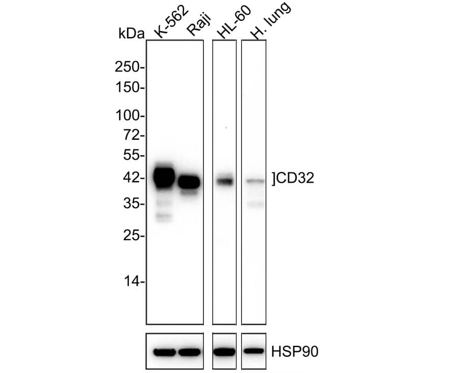 Fc gamma RIIA/CD32a Antibody (JE64-17)