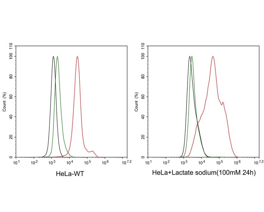 Lactyl-Lysine Antibody (PSH03-73)