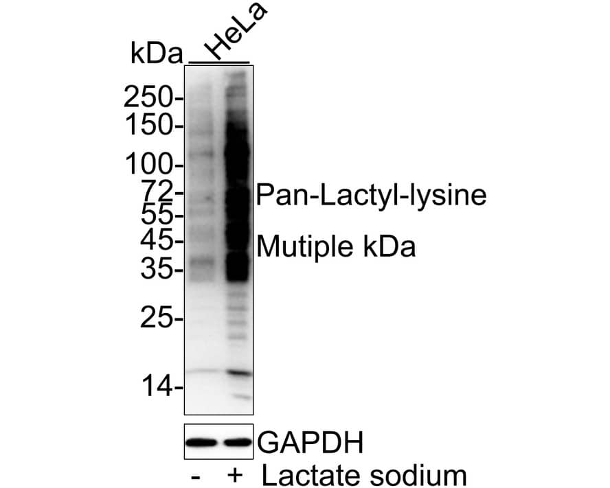 Lactyl-Lysine Antibody (PSH03-73)
