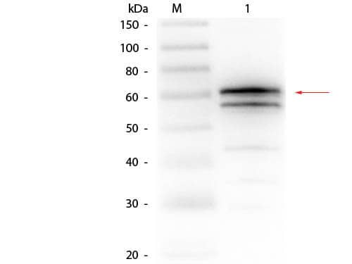 Luciferase (firefly) Antibody Western Blot: Luciferase (firefly) Antibody [NBP3-33161] -