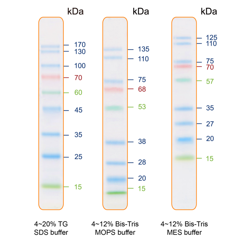 IRIS9 Plus Prestained Protein Ladder