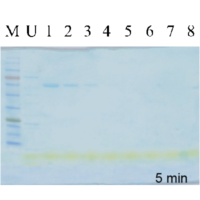 COOMASSIEnano Protein Staining Solution