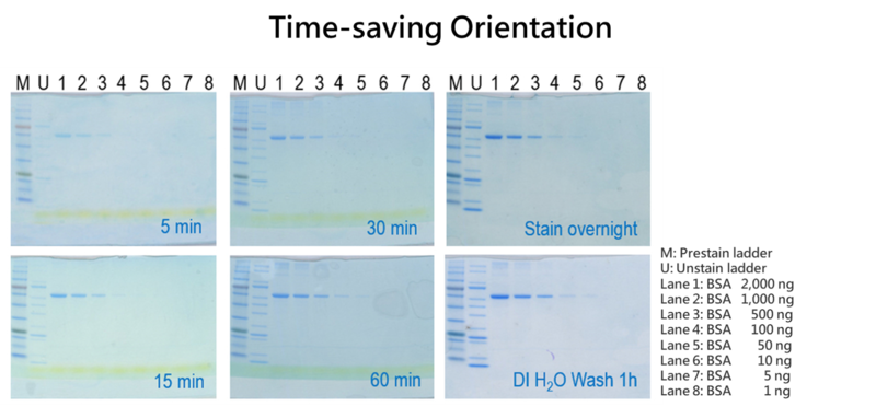 COOMASSIEnano Protein Staining Solution