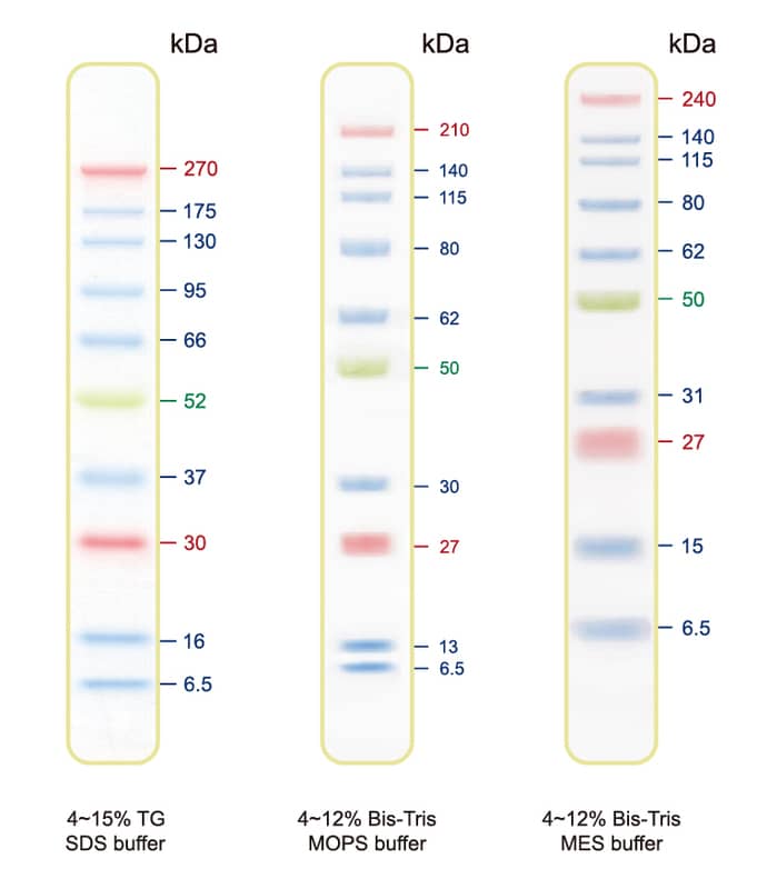 Blu10 Plus Prestained Protein Ladder