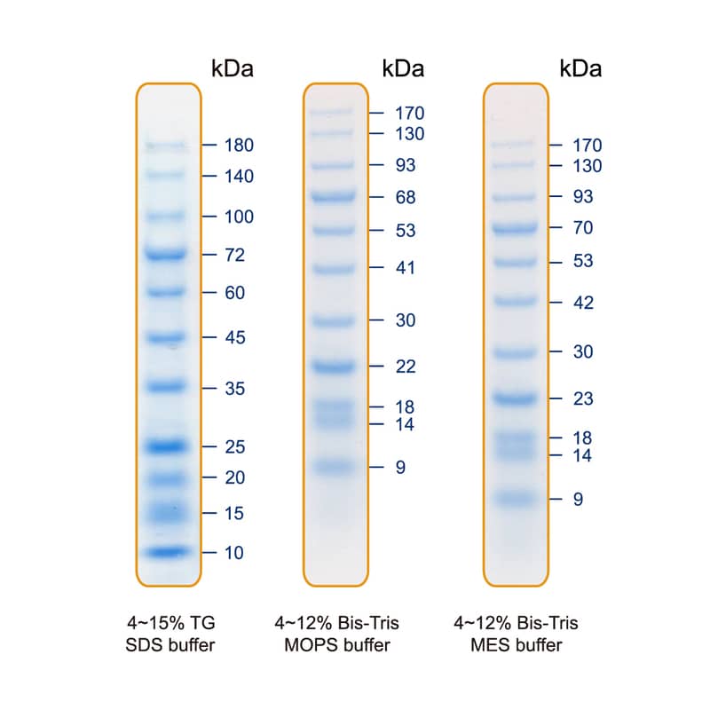 Blu11 Prestained Protein Ladder