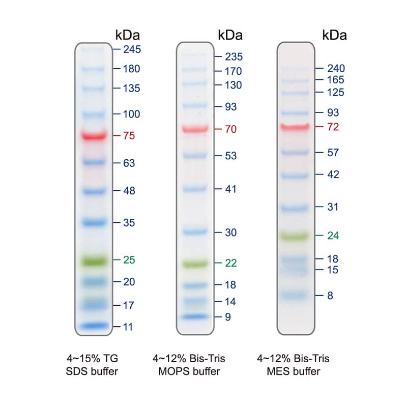Blu12 Prestained Protein Ladder