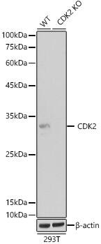 CDK2 Antibody (10E0N5)