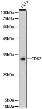 CDK2 Antibody (10E0N5)