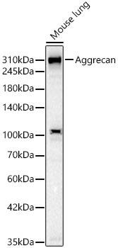 Aggrecan Antibody (6L4T2)