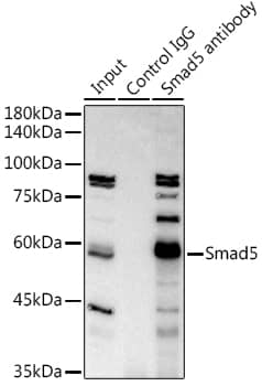 Smad5 Antibody (1X5G9)