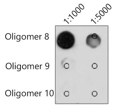 N6-methyladenosine (m6A) Antibody (7N6C7)