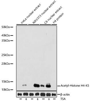 Histone H4 [ac Lys5] Antibody (10G1L0)