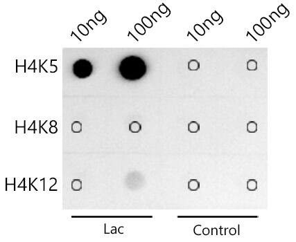 Histone H4 [ac Lys5] Antibody (10G1L0)