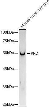 PEPD Antibody (5C7U8)
