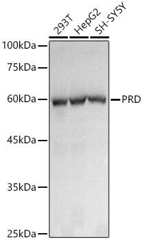 PEPD Antibody (5C7U8)