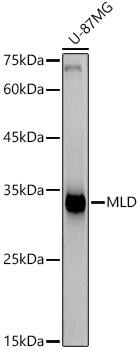 DEGS1 Antibody (9D6X8)