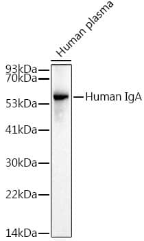 IgA Antibody (10Q6M3)