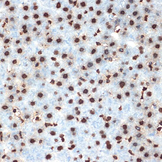 Histone H4 Antibody (4R4N3)