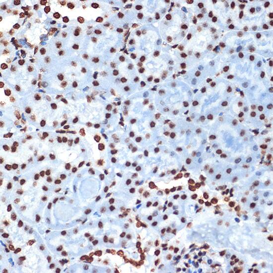 Histone H4 Antibody (4R4N3)