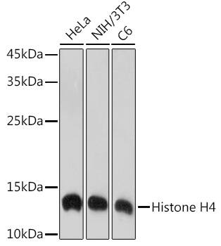 Histone H4 Antibody (4R4N3)