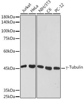 gamma Tubulin Antibody (6T10A1)