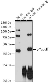 gamma Tubulin Antibody (6T10A1)