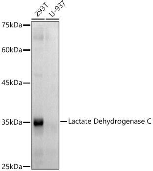 Lactate Dehydrogenase C Antibody (3I8B3)