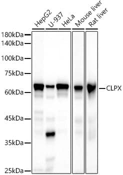 CLPX Antibody (0N3Z4)