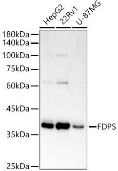 FDPS Antibody (9B6A1)