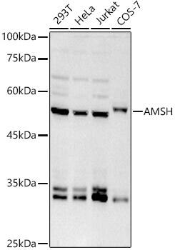 AMSH/STAMBP Antibody (5S2I1)