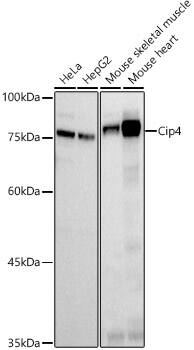 Cip4 Antibody (6C3I3)