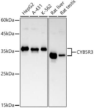 CYB5R3 Antibody (7P3Z3)