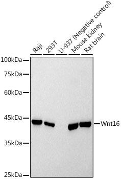 Wnt16 Antibody (5I0E4)