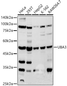 UBA3 Antibody (2D2J6)