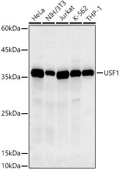 USF1 Antibody (6A0C9)