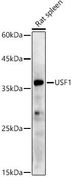 USF1 Antibody (6A0C9)