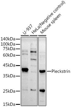 Pleckstrin Antibody (4W2K3)